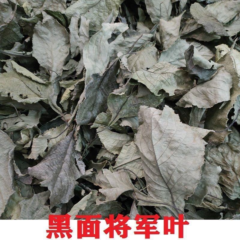 正宗黑面将军叶干叶马来西亚化石草地毯草脆叶马兰干品特价南