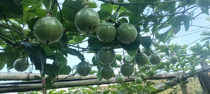 百香果（黄金果）