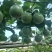 百香果（黄金果）