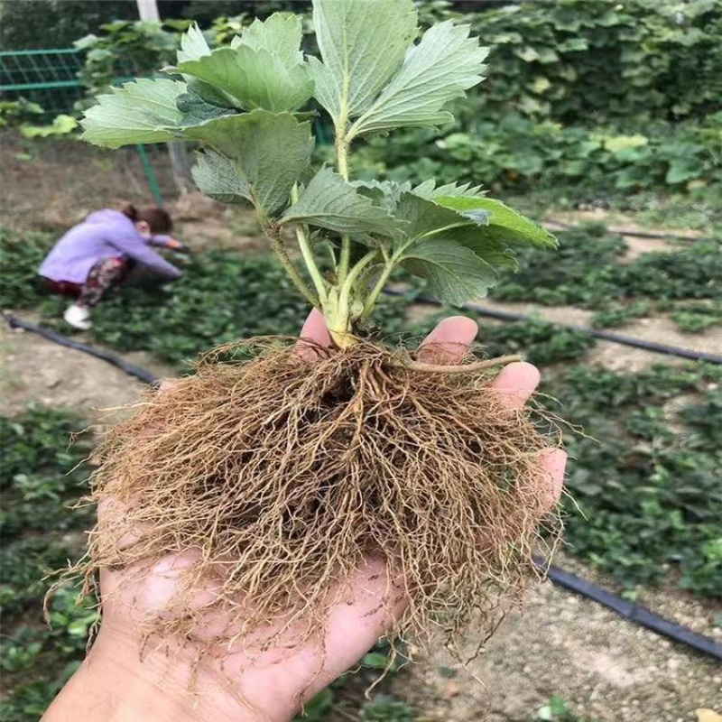 圣诞红草莓苗抗高温高湿早熟丰产适合大棚种植