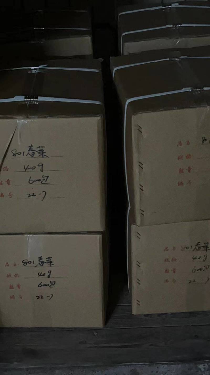 明生种业白骨圆叶801春菜种子莴苣芥菜种子高产口感好