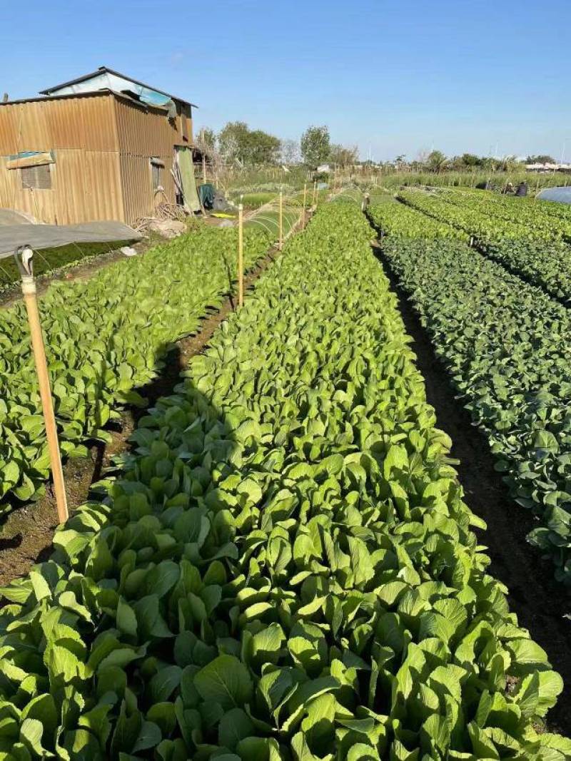 明生种业白骨圆叶801春菜种子莴苣芥菜种子高产口感好