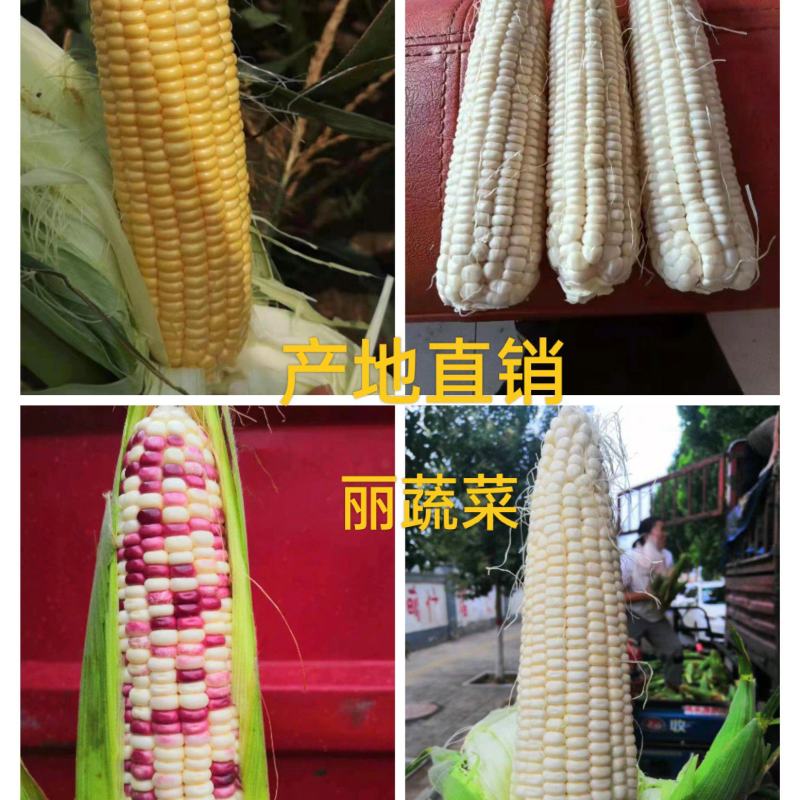 甜玉米白玉米颗粒饱满无虫眼产地直销