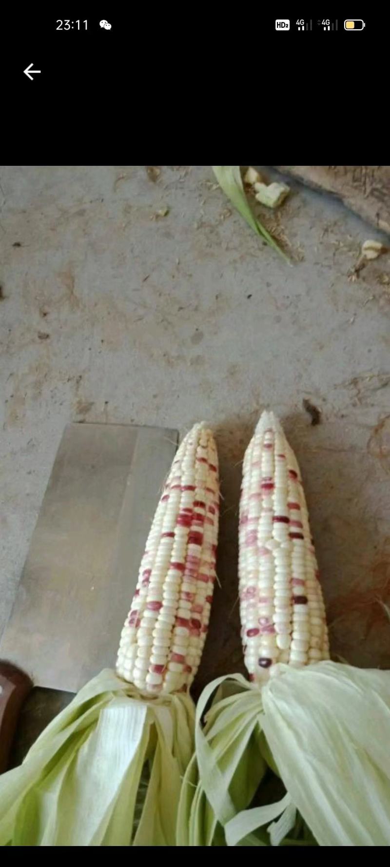 甜玉米白玉米颗粒饱满无虫眼产地直销