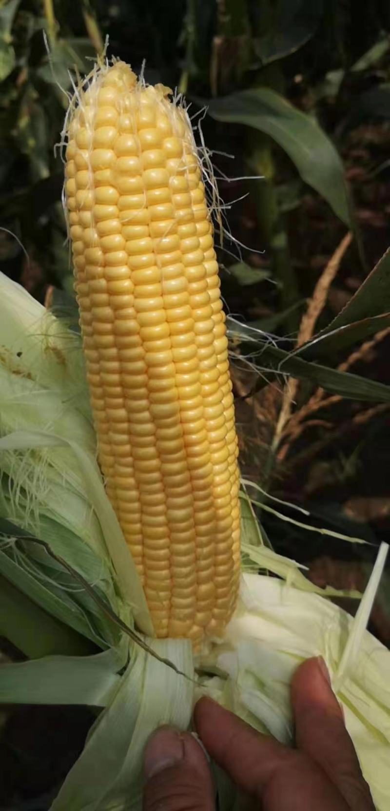 甜玉米白玉米颗粒饱满无虫眼产地直销