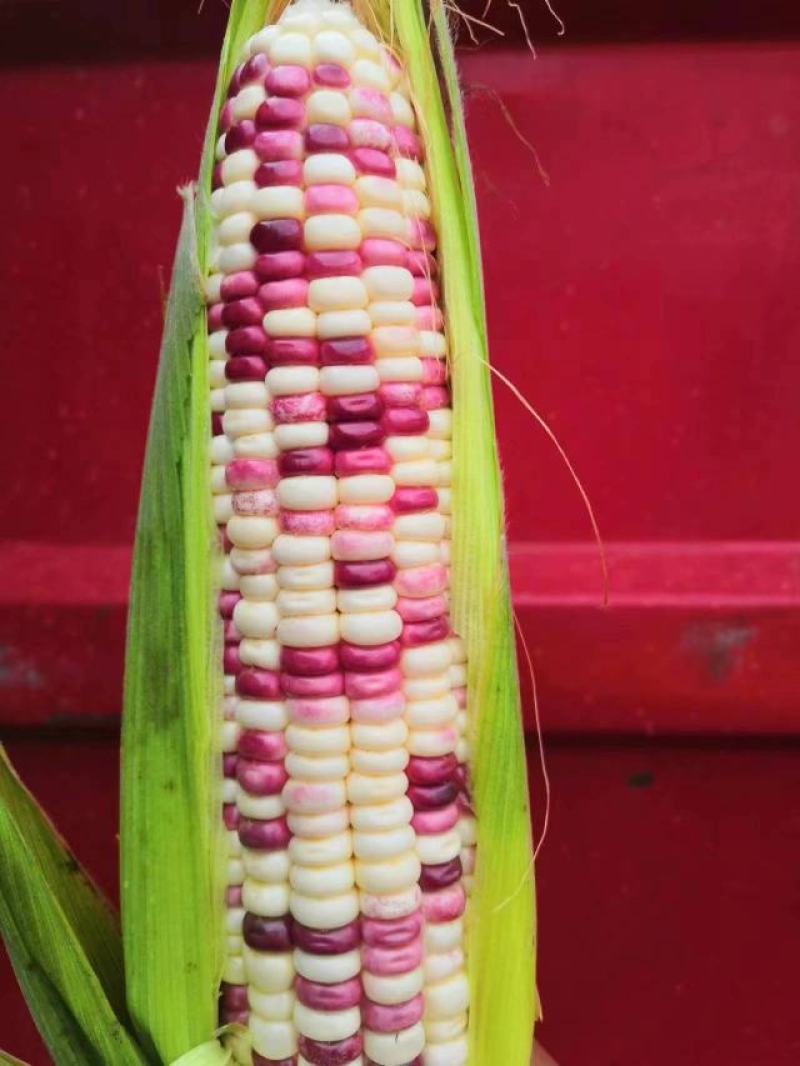 甜玉米白玉米颗粒饱满无虫眼产地直销