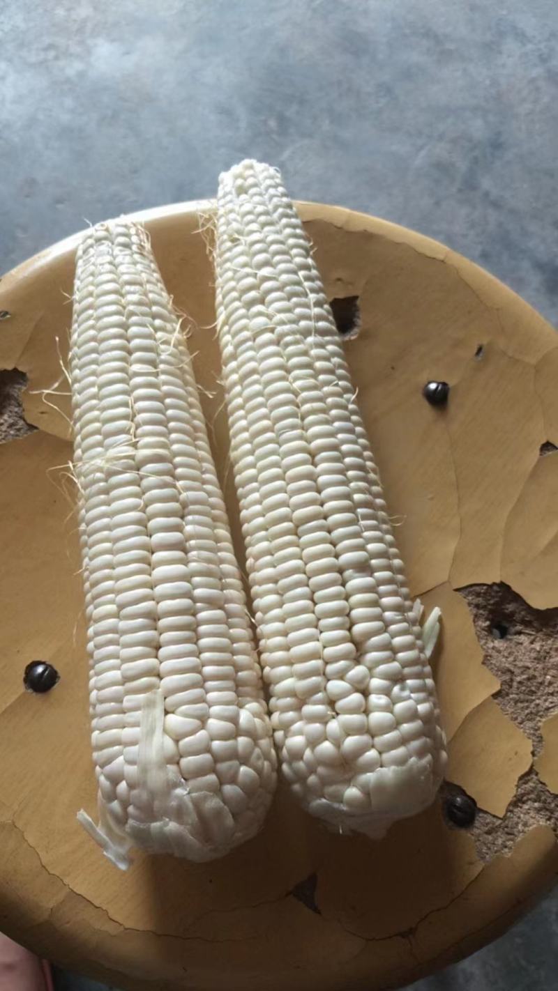 甜玉米白玉米颗粒饱满无虫眼产地直销
