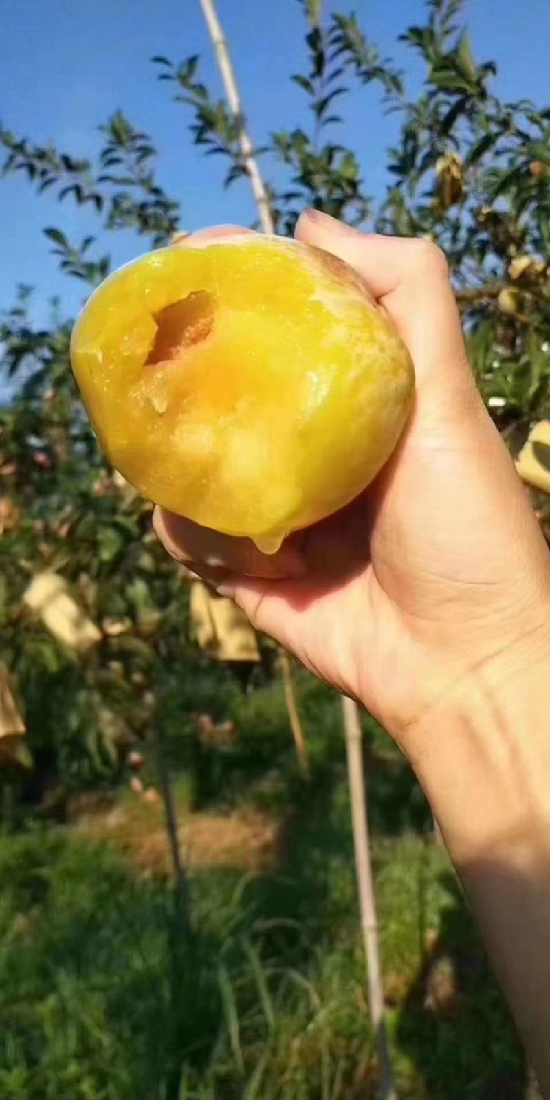 汝城黄金奈李