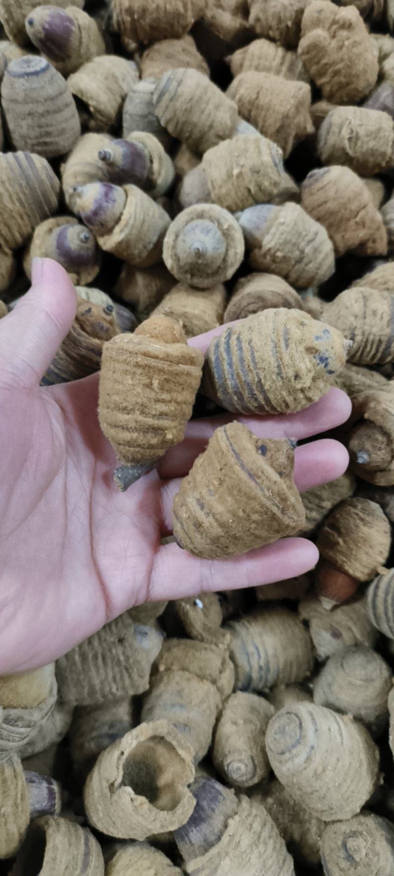 狗鞭果毛毛果干货大果各种规格批发零售