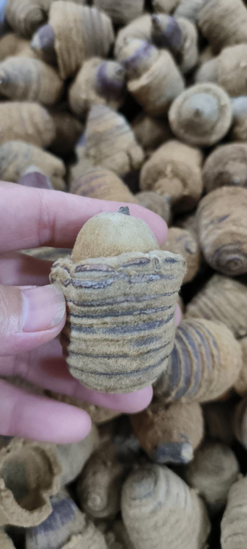 狗鞭果毛毛果干货大果各种规格批发零售