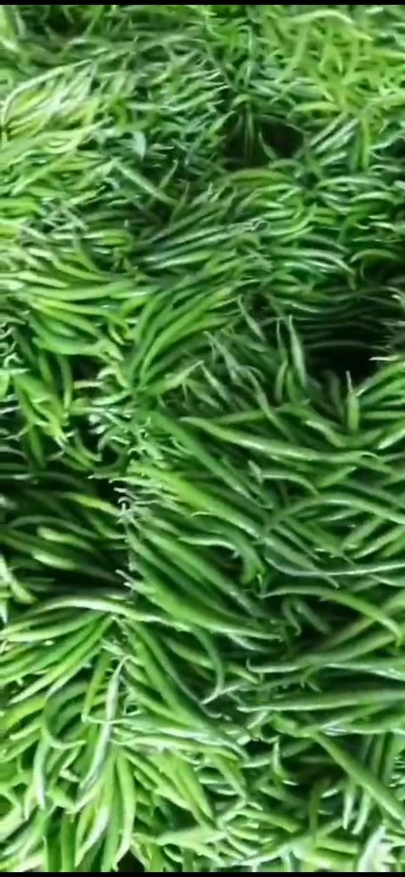 【实力供货】忻州线椒大量供应电商品质批发价格量大优惠