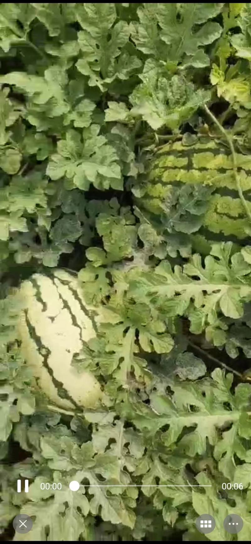 【优选西瓜】绿冠西瓜西农8号个大味甜一手货源价格可谈