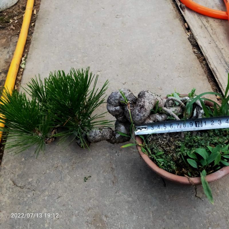 黑松盆景老桩老盆四季常青阳台庭院绿植盆栽量大优惠