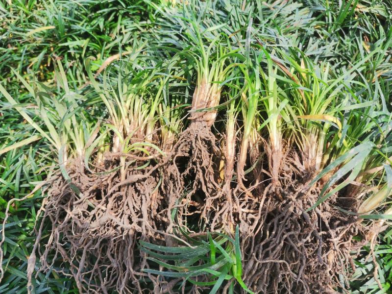 无土玉龙草，日本矮麦冬。承诺含土量低于百分之十