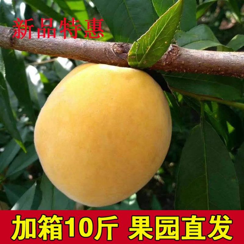 重庆市开州区黄桃品质好糖度高是理想的贡品