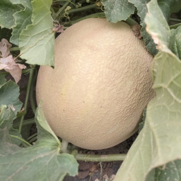 银蜜甜瓜