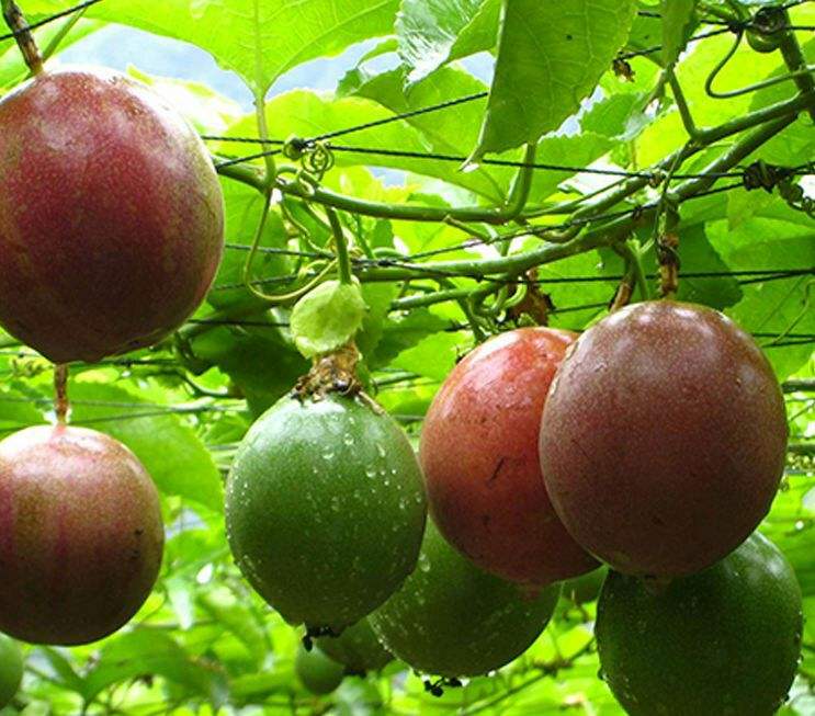 百香果切开特写