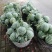 8424露天头茬瓜，保质保量，西瓜带藤带叶