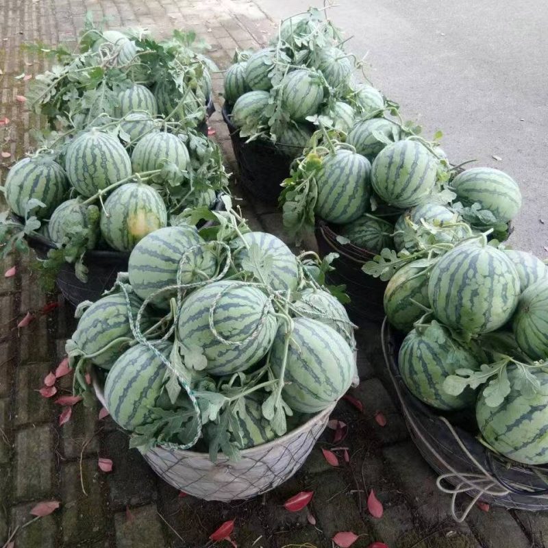 8424露天头茬瓜，保质保量，西瓜带藤带叶