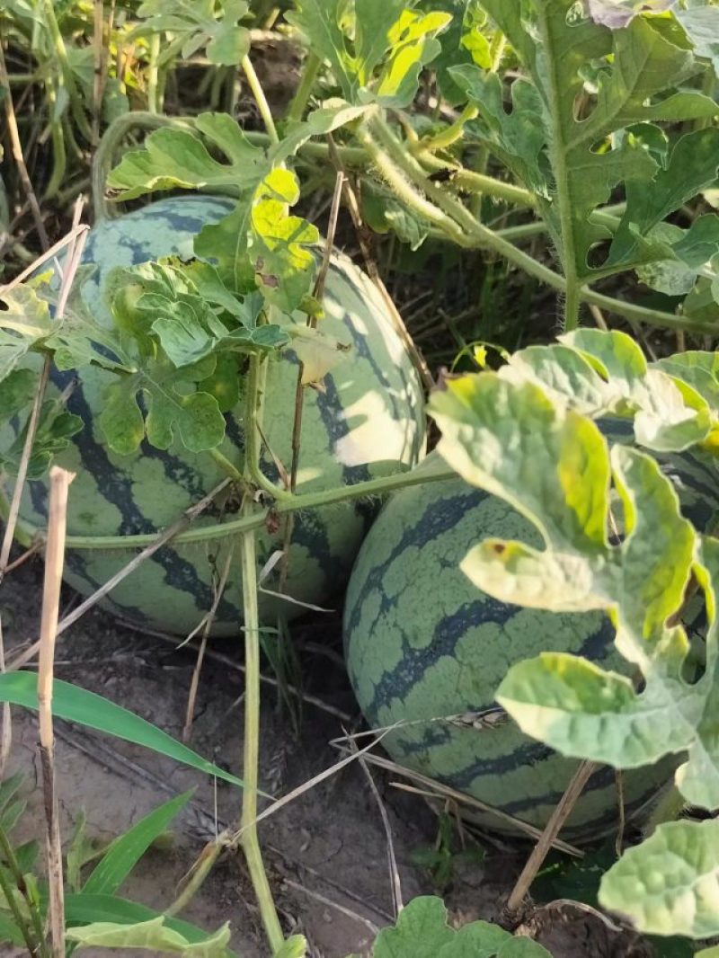 8424露天头茬瓜，保质保量，西瓜带藤带叶