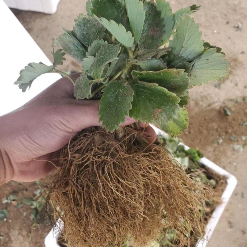 天仙醉草莓苗高产抗病性强签订合同保证品种质量