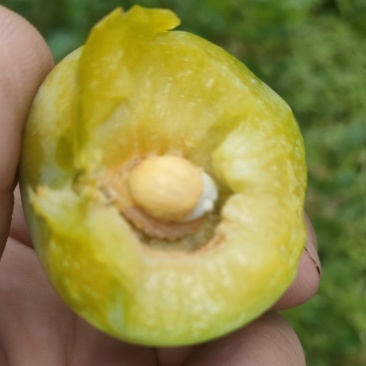 蜂糖李