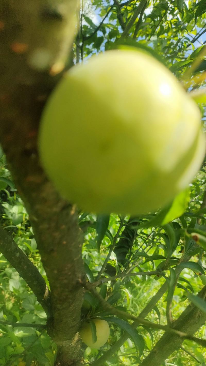 蜂糖李