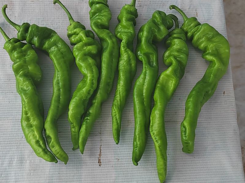 宁夏螺丝胶第三茬大量上市，请各位老板前来采购。