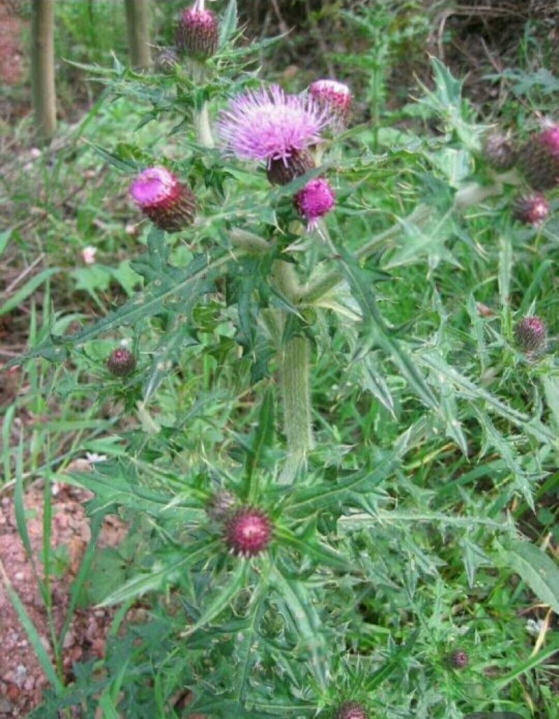 纯野生干马刺根大蓟根大计根中药材