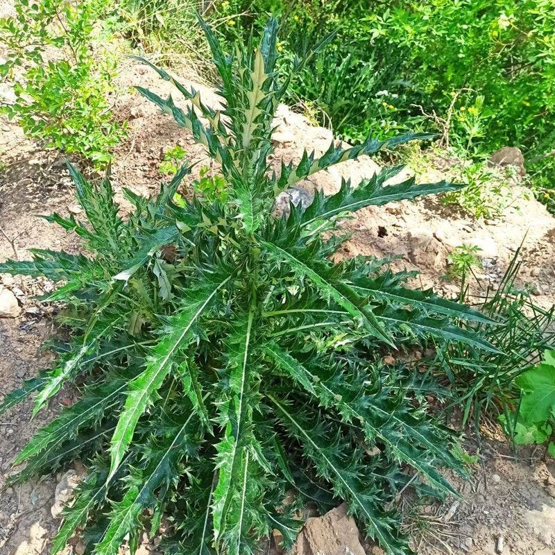 纯野生干马刺根大蓟根大计根中药材