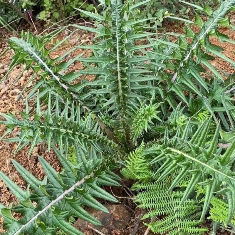 纯野生干马刺根大蓟根大计根中药材