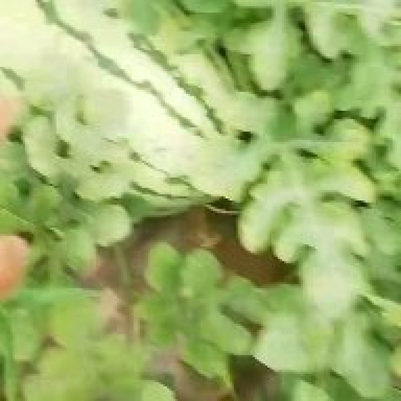 合阳县西瓜