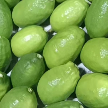 广州香水柠檬