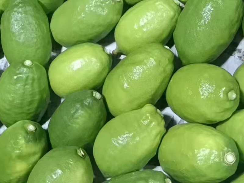 广州香水柠檬