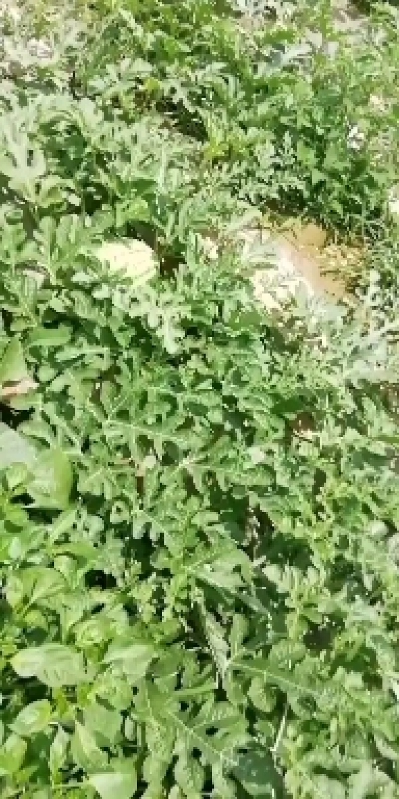 合阳县西瓜