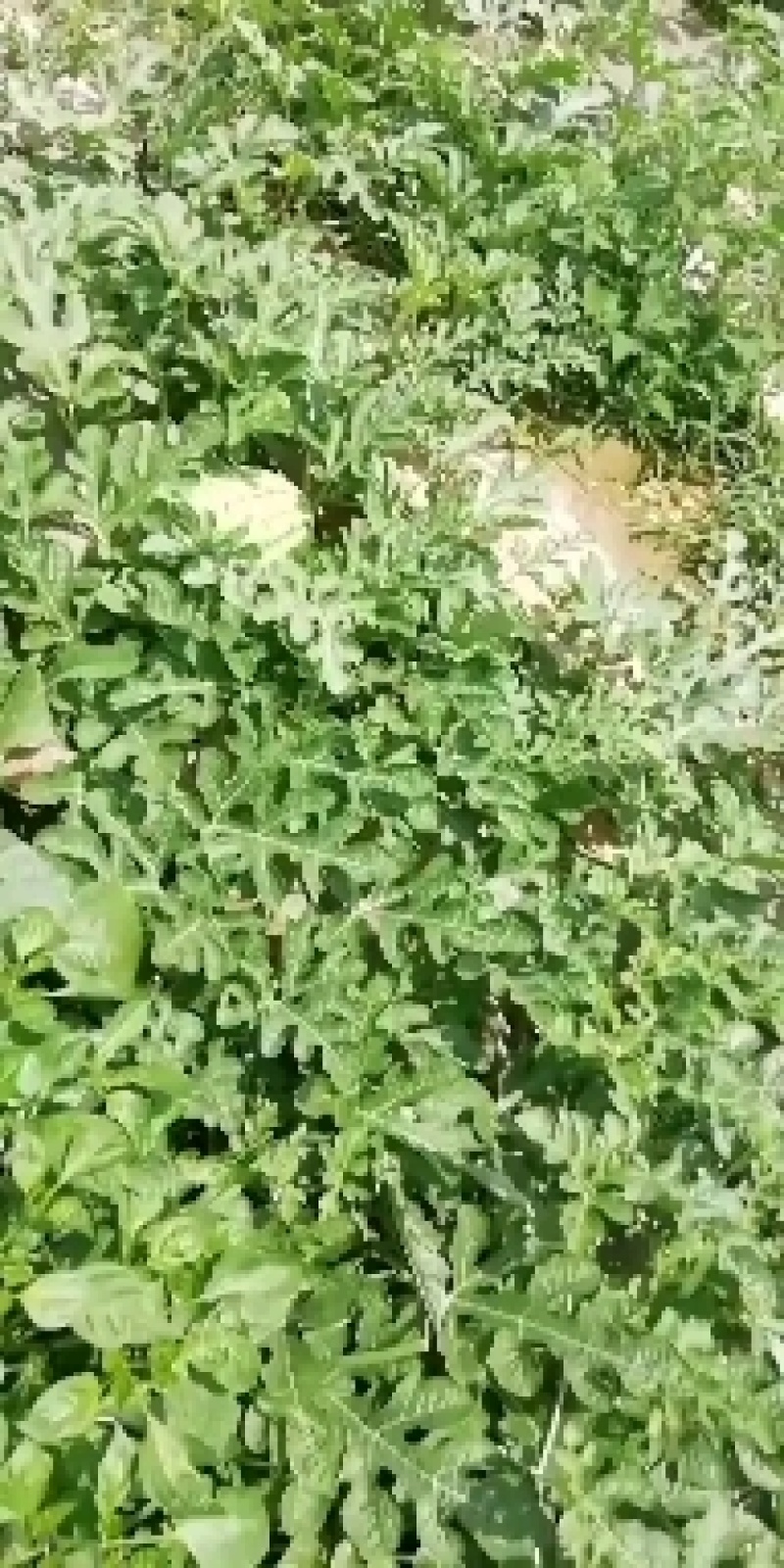 合阳县西瓜