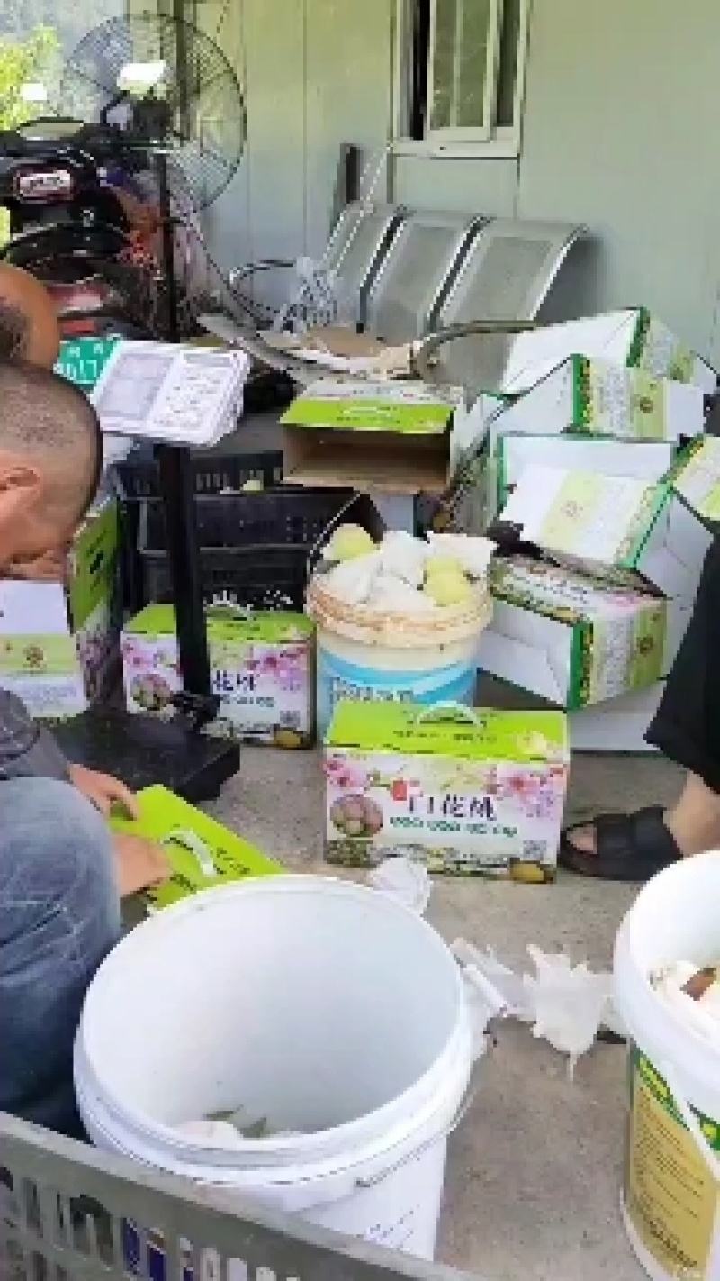 桃树苗，青香桃，{香桃)，脱骨桃，平均300克。
