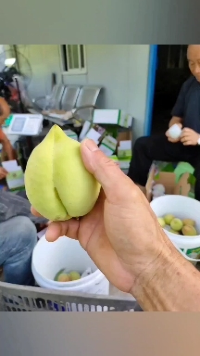 桃树苗，青香桃，{香桃)，脱骨桃，平均300克。