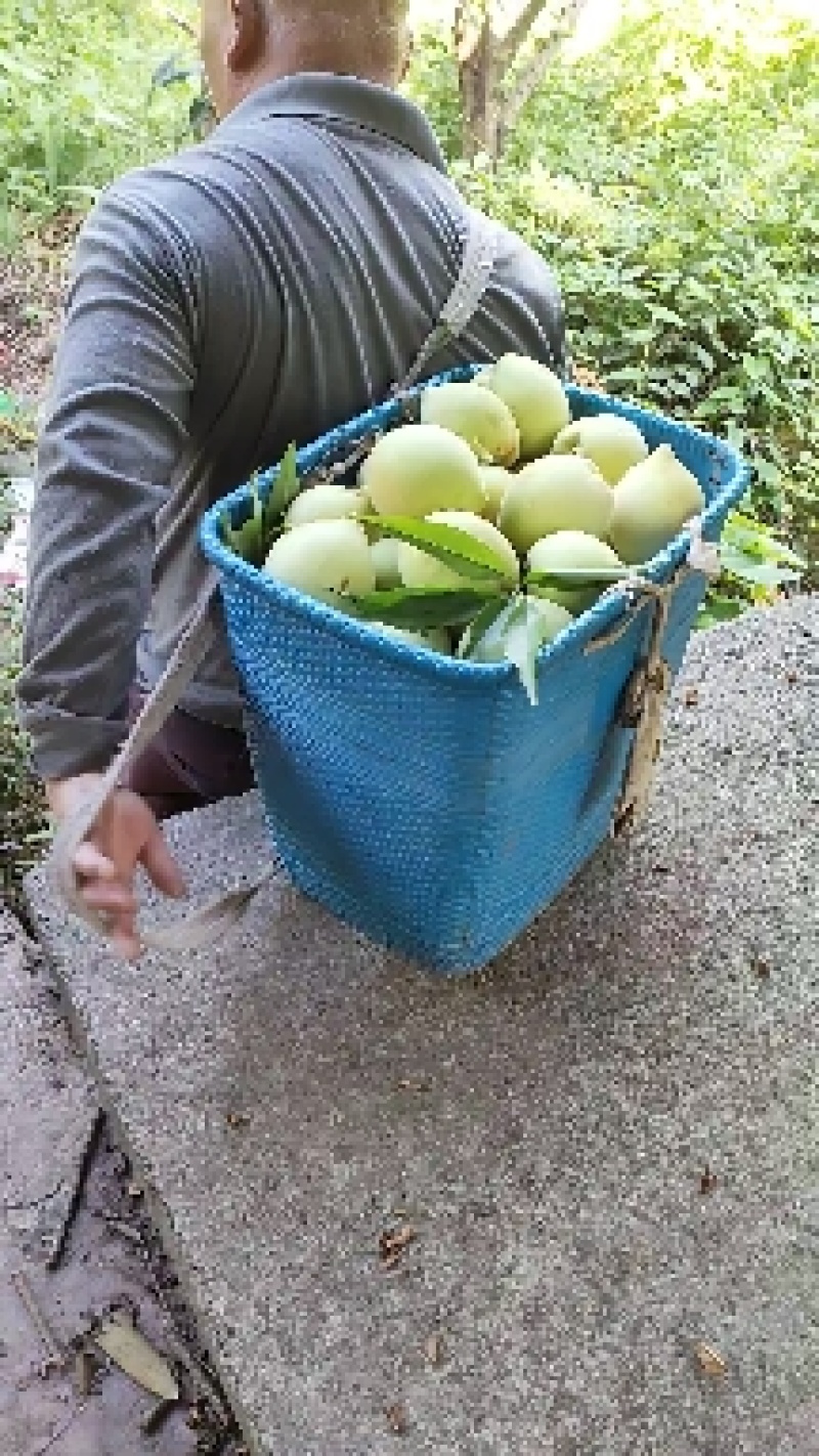 桃树苗，青香桃，{香桃)，脱骨桃，平均300克。