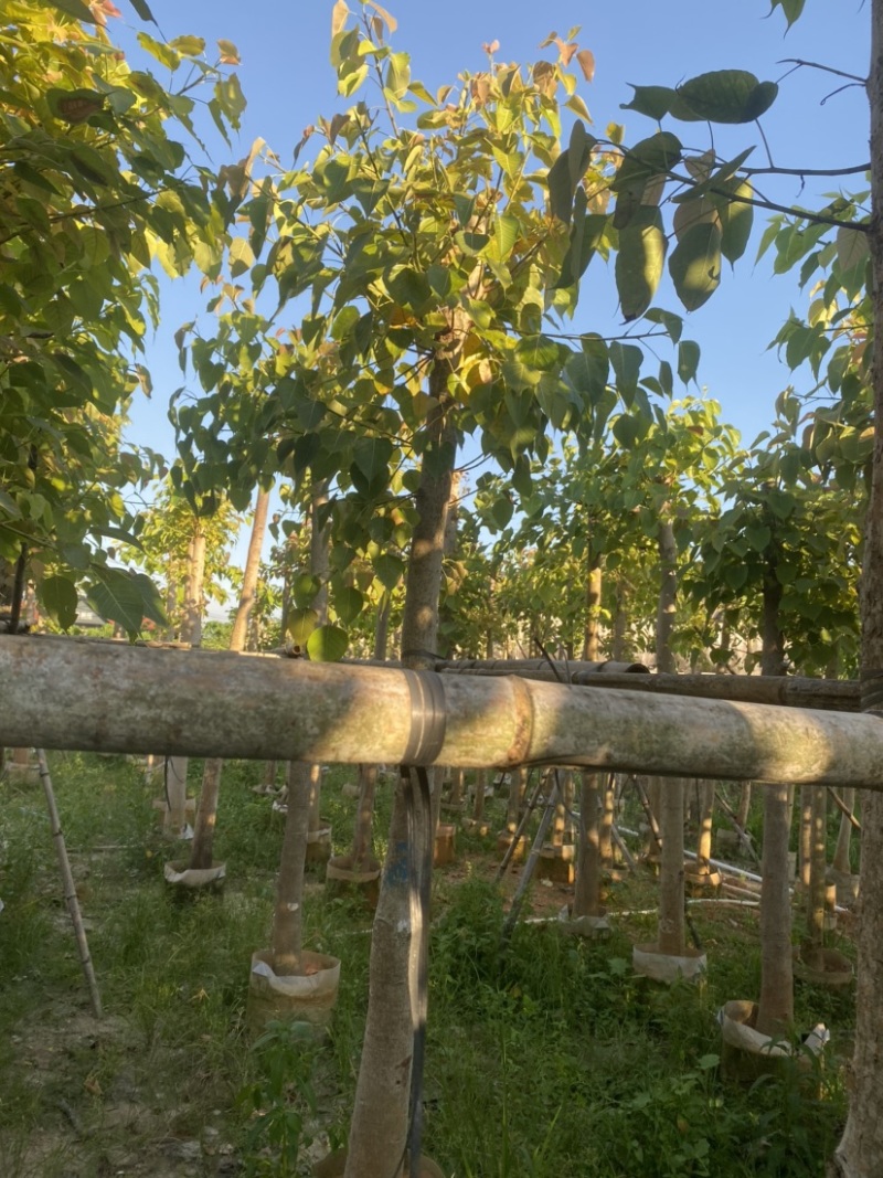 菩提榕，各种规格齐全，广东普宁产地直发，欢迎联系