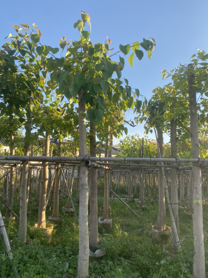 菩提榕，各种规格齐全，广东普宁产地直发，欢迎联系