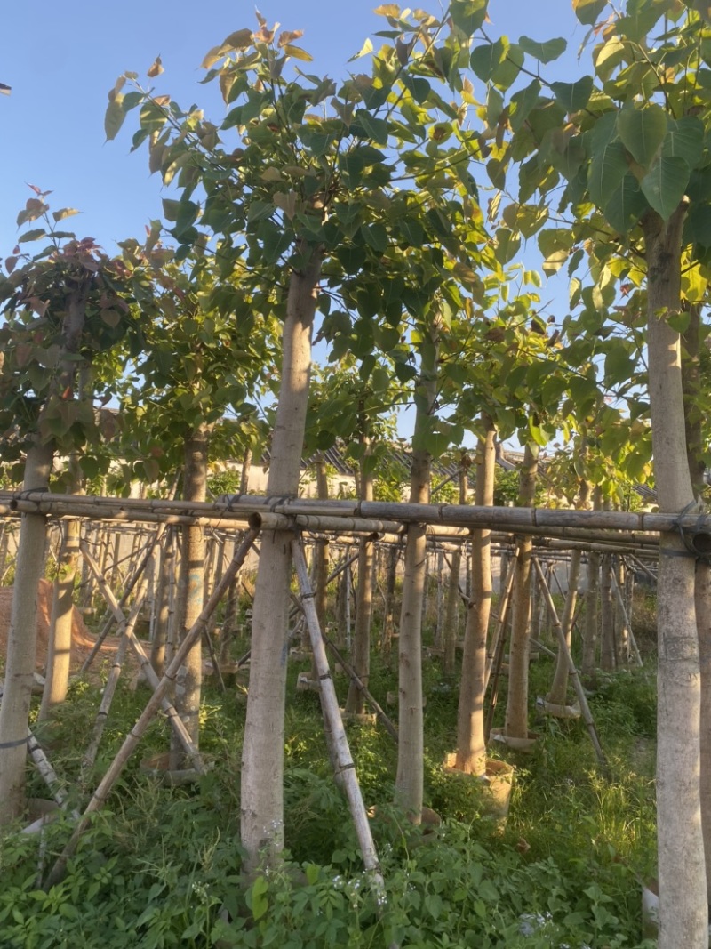 菩提榕，各种规格齐全，广东普宁产地直发，欢迎联系