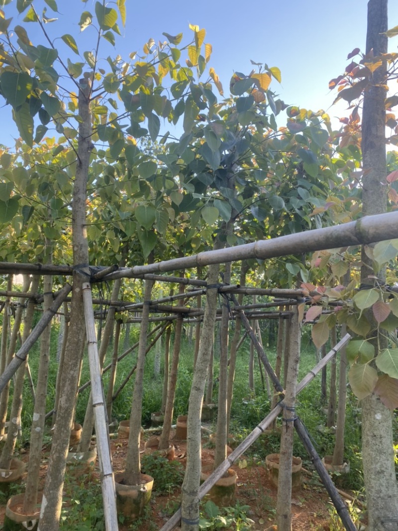 菩提榕，各种规格齐全，广东普宁产地直发，欢迎联系