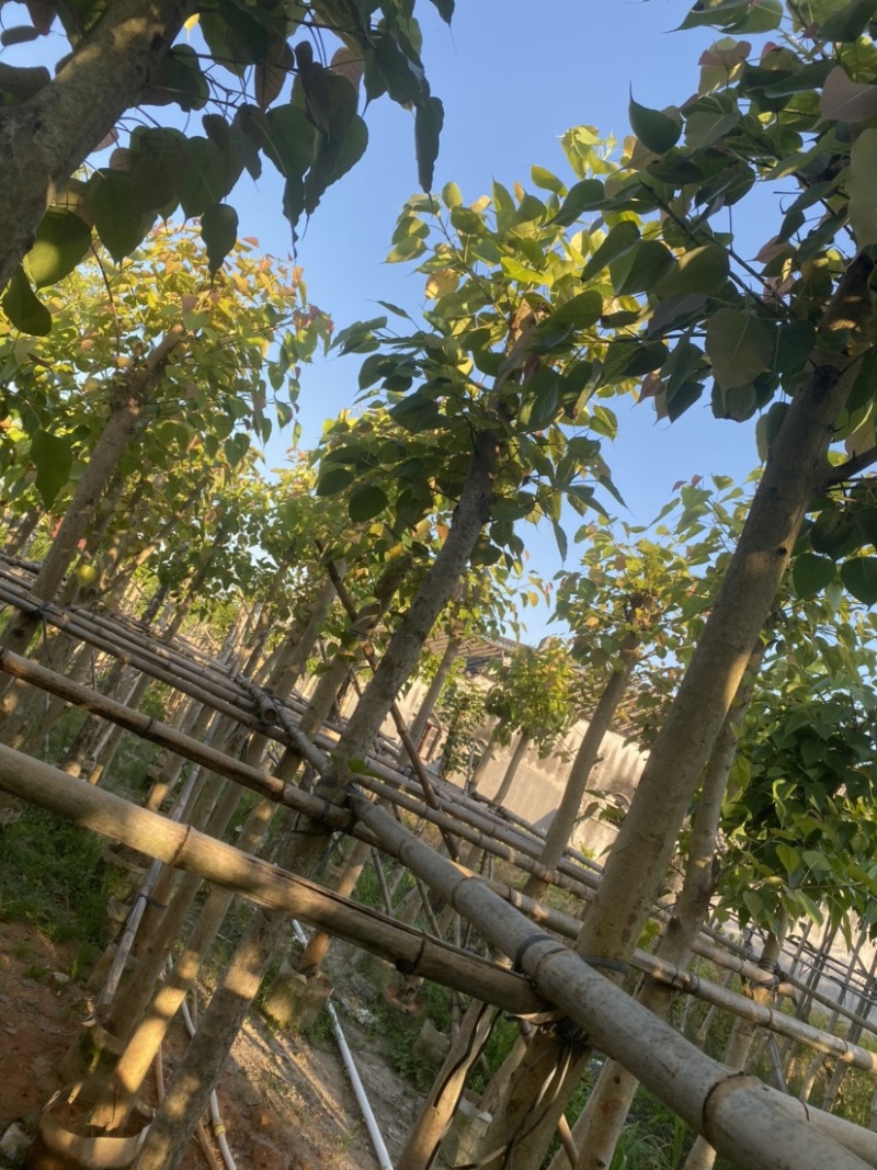 菩提榕，各种规格齐全，广东普宁产地直发，欢迎联系