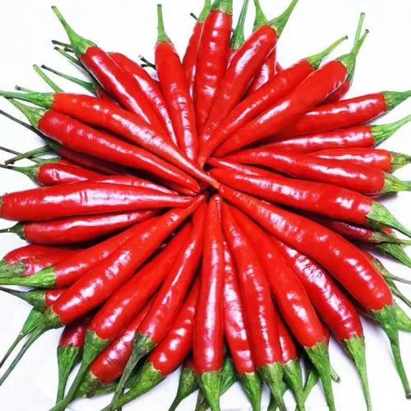 贵州安顺小米椒大量现货供应