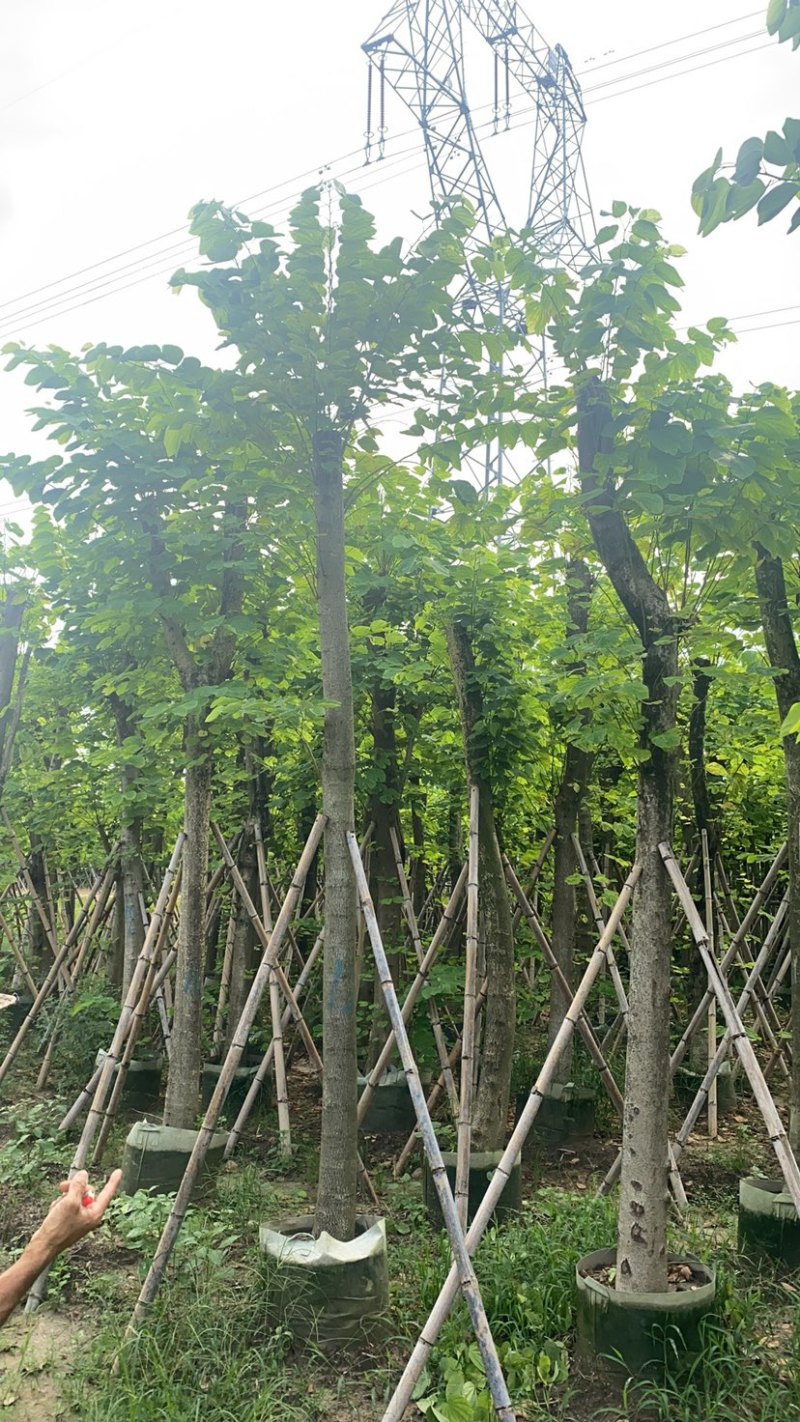 羊蹄甲。各种规格齐全。广东普宁苗场直发，欢迎联系
