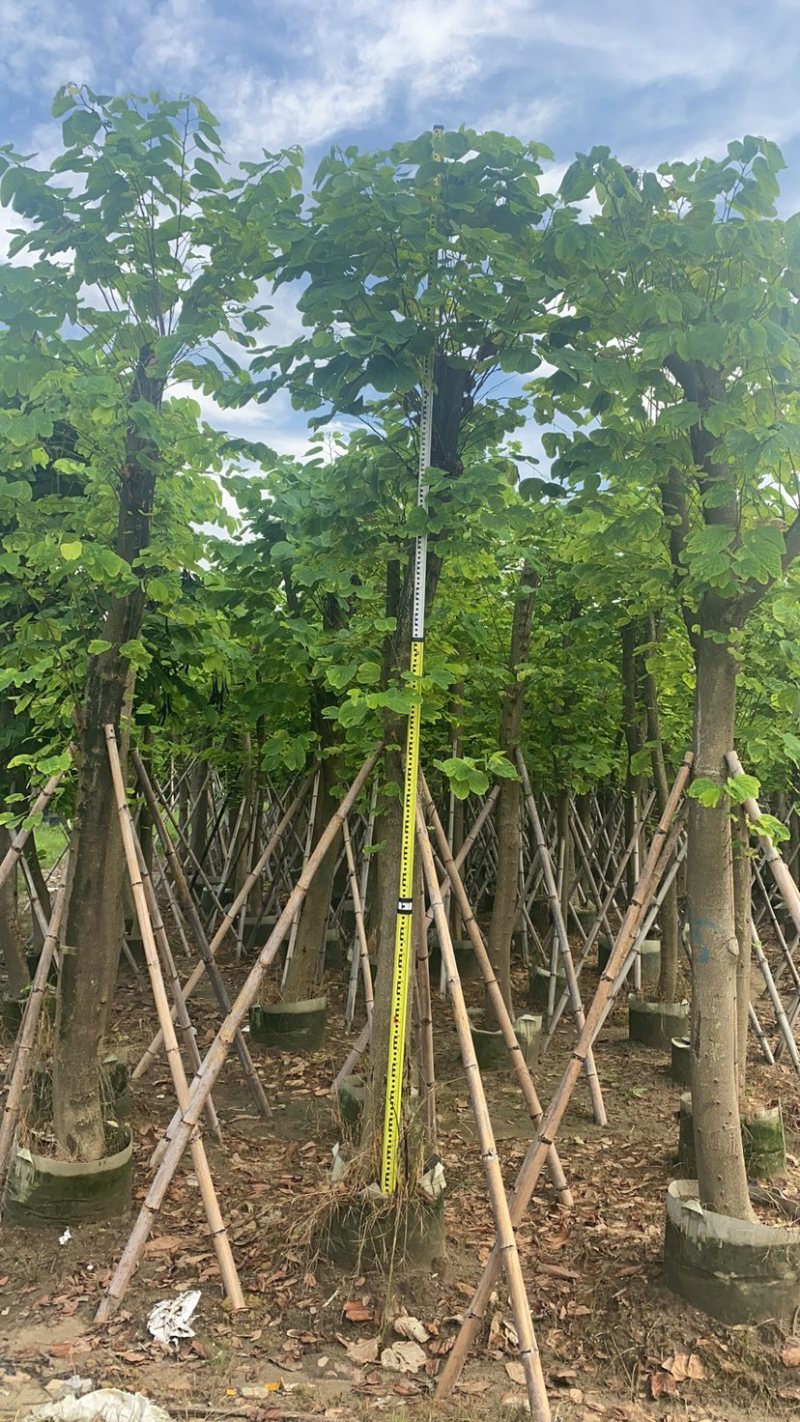 羊蹄甲。各种规格齐全。广东普宁苗场直发，欢迎联系