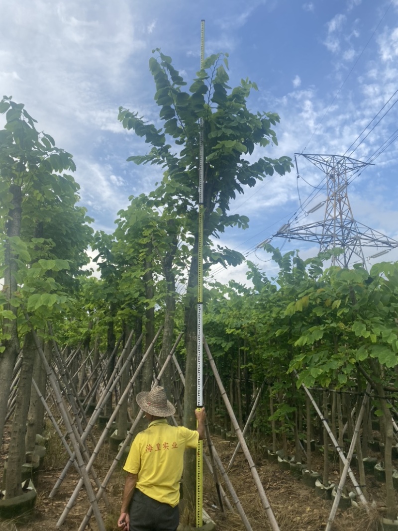 羊蹄甲。各种规格齐全。广东普宁苗场直发，欢迎联系