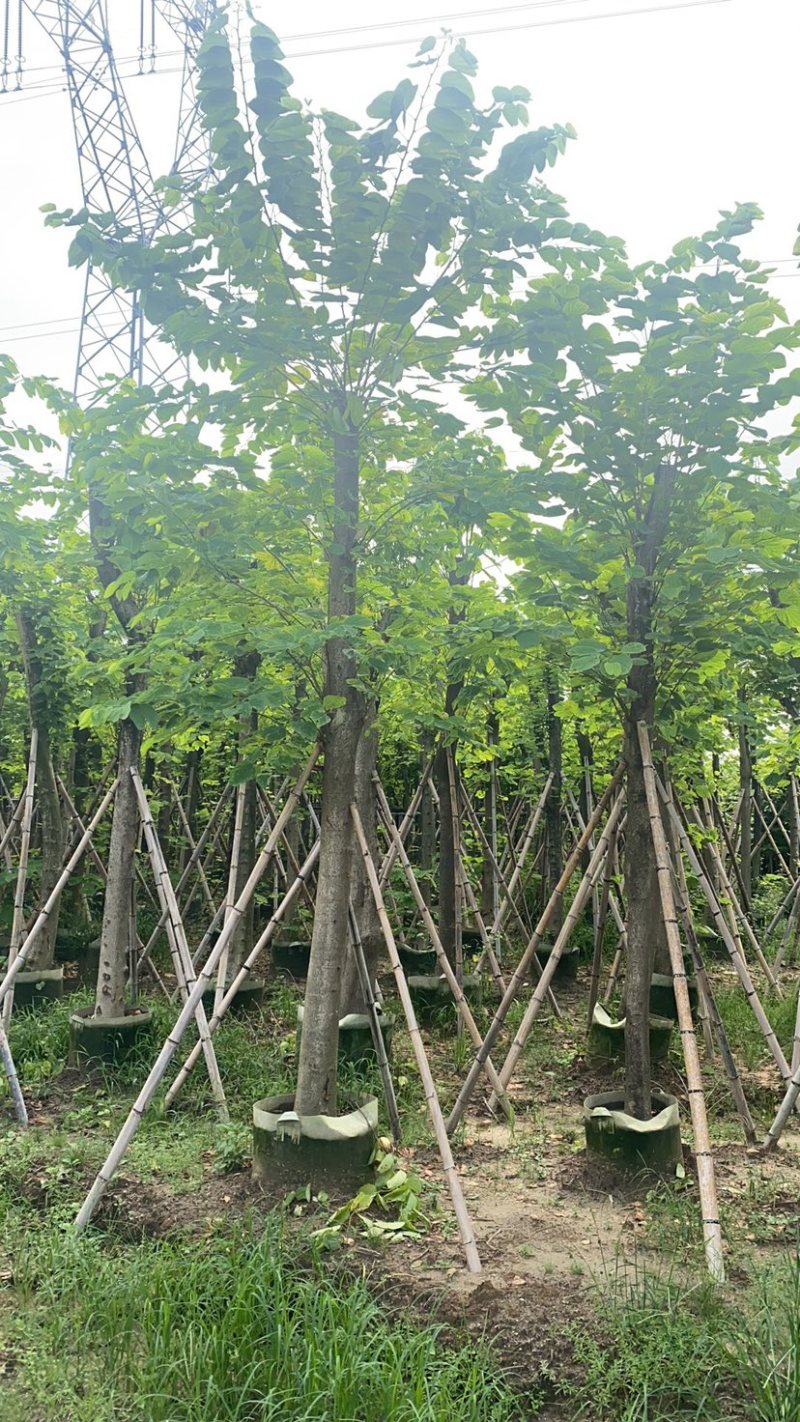 羊蹄甲。各种规格齐全。广东普宁苗场直发，欢迎联系