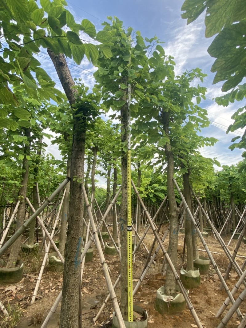 羊蹄甲。各种规格齐全。广东普宁苗场直发，欢迎联系